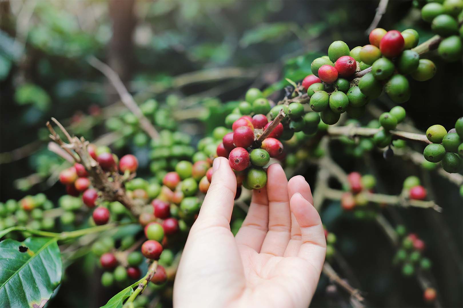 mão segurando a fruta do café em uma plantação de café